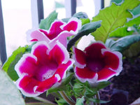 Gloxinia sinningia speciosa for anpflanzung in indoor garten