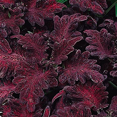 Schwarz Rot Buntnessel Blumensamen zur Aussaat saisonal Dauerblüher Traditionssorte & ohne Gentechnik Samen Hausgarten