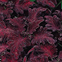 Schwarz Rot Buntnessel Blumensamen zur Aussaat saisonal Dauerblüher Traditionssorte & ohne Gentechnik Samen Hausgarten