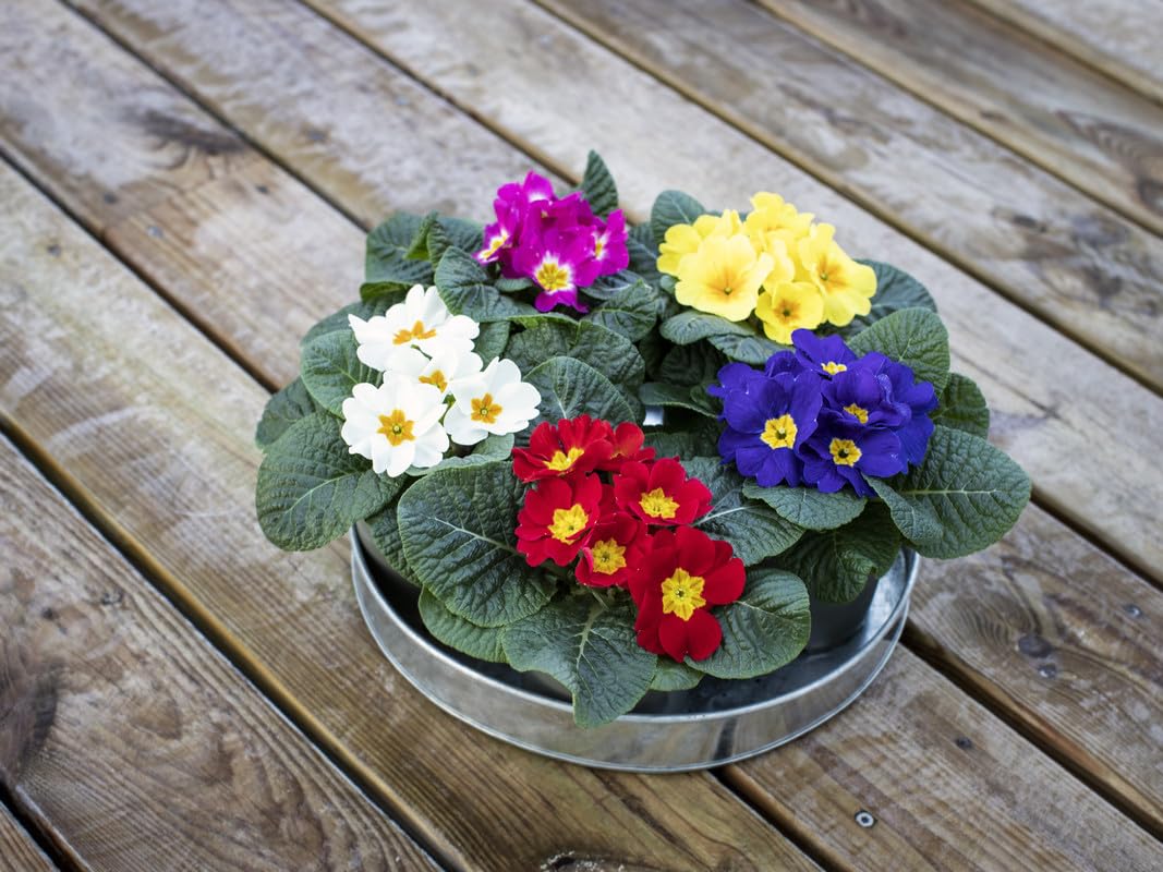 Multi-Colored Primel Malacoides Blumensamen zur Aussaat – Wildblume Mischung – Traditionssorte & ohne Gentechnik Samen Hausgarten