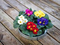 Multi-Colored Primel Malacoides Blumensamen zur Aussaat – Wildblume Mischung – Traditionssorte & ohne Gentechnik Samen Hausgarten