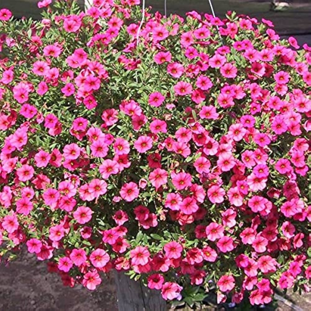 Pelletized Logro Floribunda Rose Vein Petunie Samen Striking Garten Schauanlagen