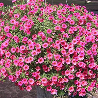 Pelletized Logro Floribunda Rose Vein Petunie Samen Striking Garten Schauanlagen
