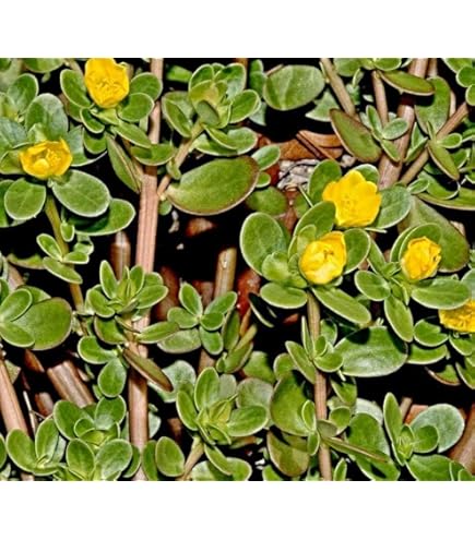 kaufen green portulaca oleracea pflanze pflanzung samen Stück, 100 Stück