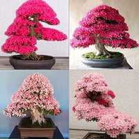 Rare light mixed japanese rose bonsai samen for bonsai