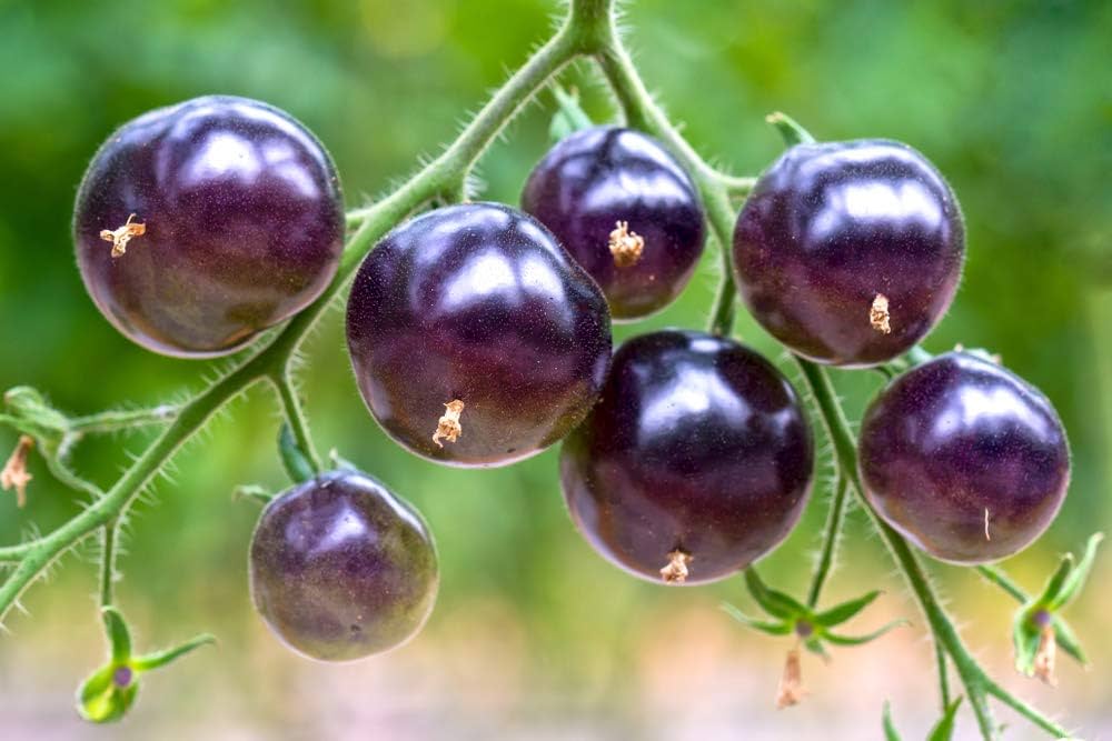 Lavender Tomate Samen - Perfect zum Pflanzen