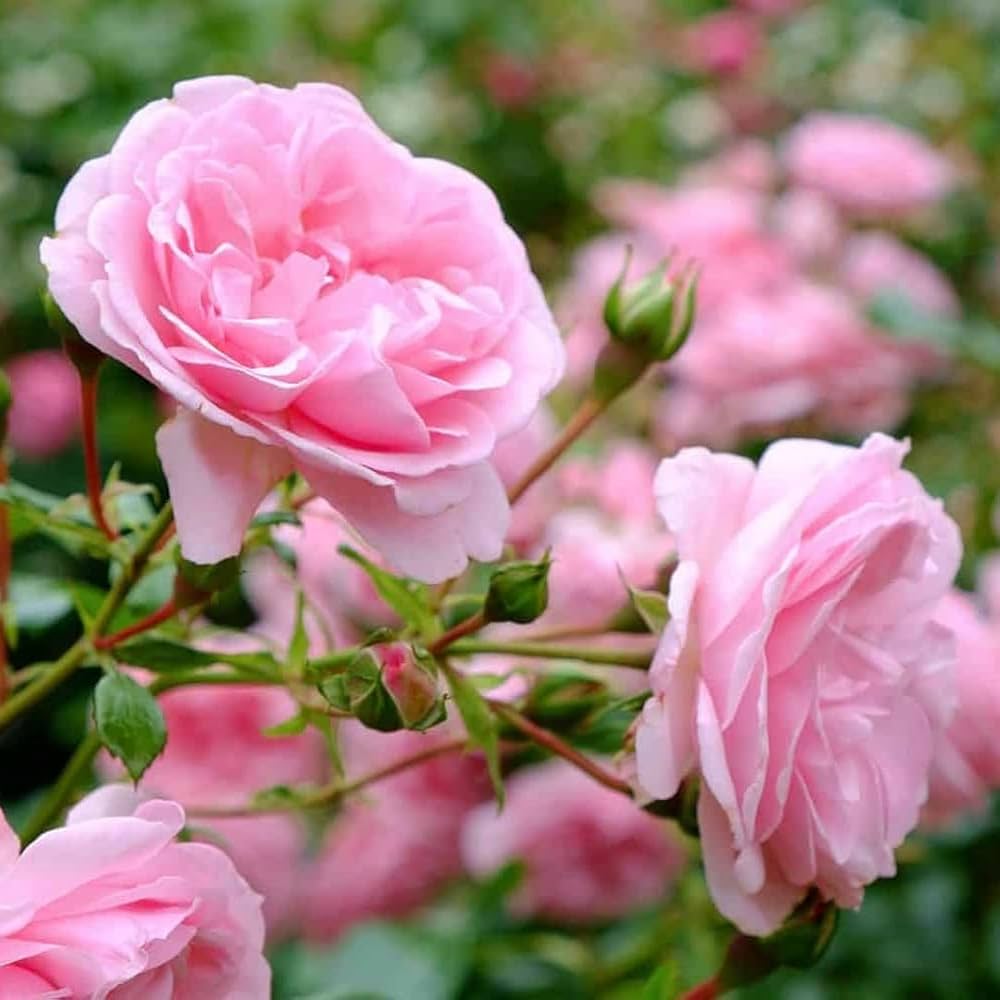 Miniature Rose Blumensamen zur Aussaat Schnitt Blume beliebt Traditionssorte & ohne Gentechnik Samen Hausgarten