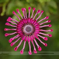 Power Spider Chrysantheme Blumensamen zur Aussaat farbenfroh Schau Traditionssorte & ohne Gentechnik Samen Hausgarten