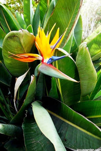 Orange Blau Paradiesvogelblume Reginae Blumensamen zur Aussaat Anzucht Traditionssorte & ohne Gentechnik Samen Hausgarten