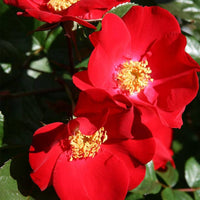 Rugosa Rose Rot Blumensamen zur Aussaat leuchtend Blüten für Ihren Garten