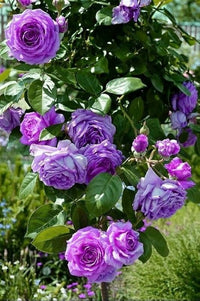 hell Lila Weiß Holland Rose Blumensamen zur Aussaat hochwertige Qualitäts- Traditionssorte & ohne Gentechnik Samen Hausgarten
