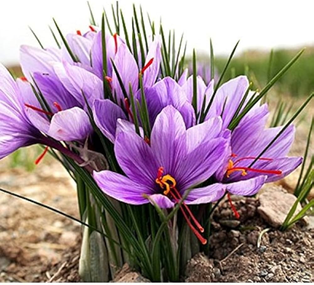 Hatsuga saffron crocus mixed blume samen for anpflanzung - sun loving, heirloom & gmo free samen for home garten
 
 sale for anpflanzung in home garten.