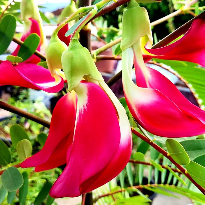 Sesbania Grandiflora Blumensamen zur Aussaat duftend Blüten Traditionssorte & ohne Gentechnik Samen Hausgarten