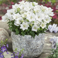Campanula Campanula spp Blumensamen zur Aussaat Blume Beet