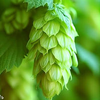 Army Grün Humulus Lupulus Samen zur Aussaat – Traditionssorte & ohne Gentechnik Garten beliebt