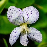 Veilchen Veilchen tricolor Samen zur Aussaat Blume Beet und Container Garten