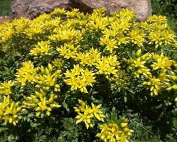 Gelb sedum kamtschaticum blume samen for anpflanzung - shade tolerant, heirloom & gmo free samen for home garten
 
 sale for anpflanzung in home garten