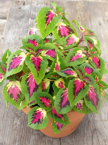Coleus semi jazz rosa for anpflanzung in blume bed