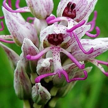 Gemischt Orchidee Blumensamen – Landhaus Garten wichtig Traditionssorte & ohne Gentechnik Hausgarten