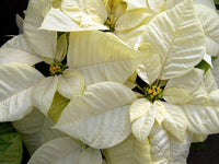 Weiß poinsettia blume samen for anpflanzung - hardy variety, heirloom & gmo free samen for home garten
 
 sale samen for anpflanzung in home garten