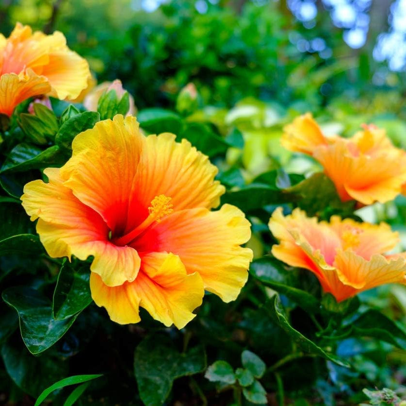 Hibiscus blume samen for anpflanzung drought tolerant heirloom & gmo free samen for home garten 
 
 sale samen for home garten anpflanzung