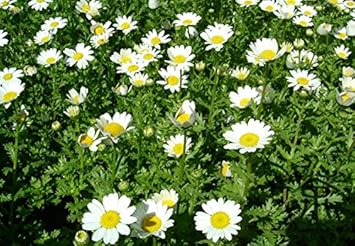 Weiß paludosum blume samen for anpflanzung - cut blume favorite, heirloom & gmo free samen for home garten
 
 sale samen for anpflanzung in home garten