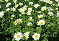 Weiß paludosum blume samen for anpflanzung - cut blume favorite, heirloom & gmo free samen for home garten
 
 sale samen for anpflanzung in home garten