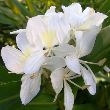 Traditionssorte Hedychium Coronarium Blumensamen zur Aussaat hochwertige Qualitäts- Traditionssorte & ohne Gentechnik Samen Hausgarten