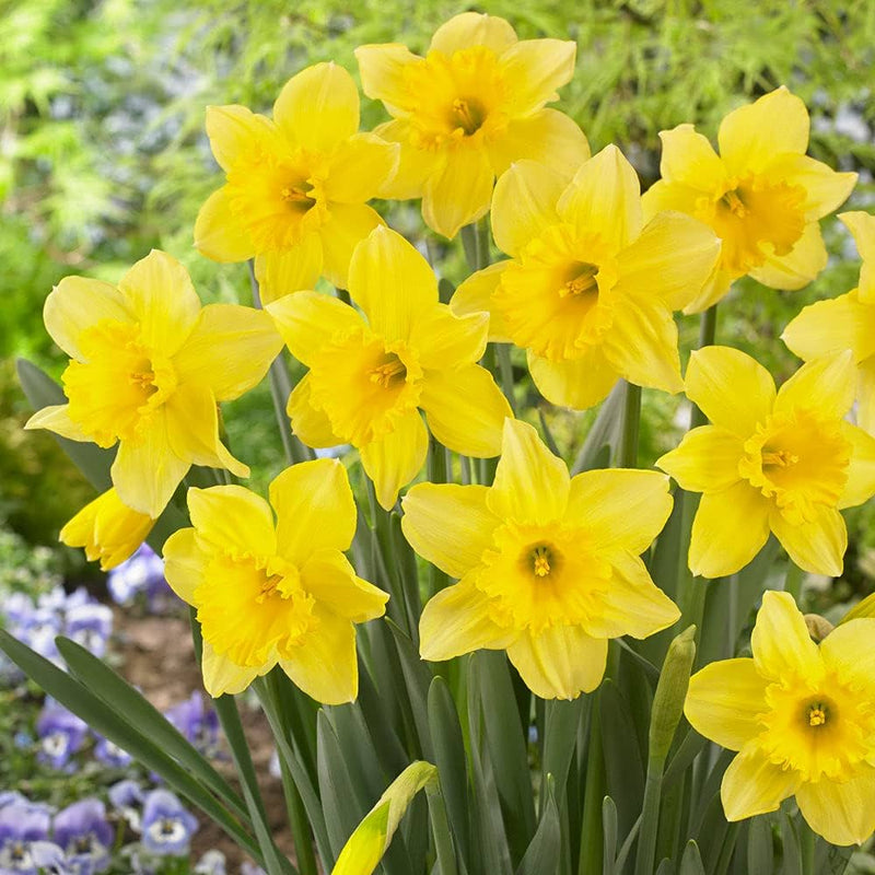 Semillas de narciso de variedad tradicional para sembrar, ideales para parterres, variedad tradicional y sin ingeniería genética, semillas para jardín doméstico