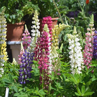 Castle russell lupine lupinus polyphyllus samen for anpflanzung in wild garten