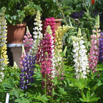Castle russell lupine lupinus polyphyllus samen for anpflanzung in wild garten