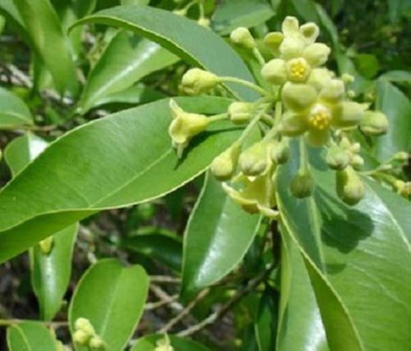 Graines d’arbre d’agar Aquilaria pour jardin potager et collection d’arbres exotiques