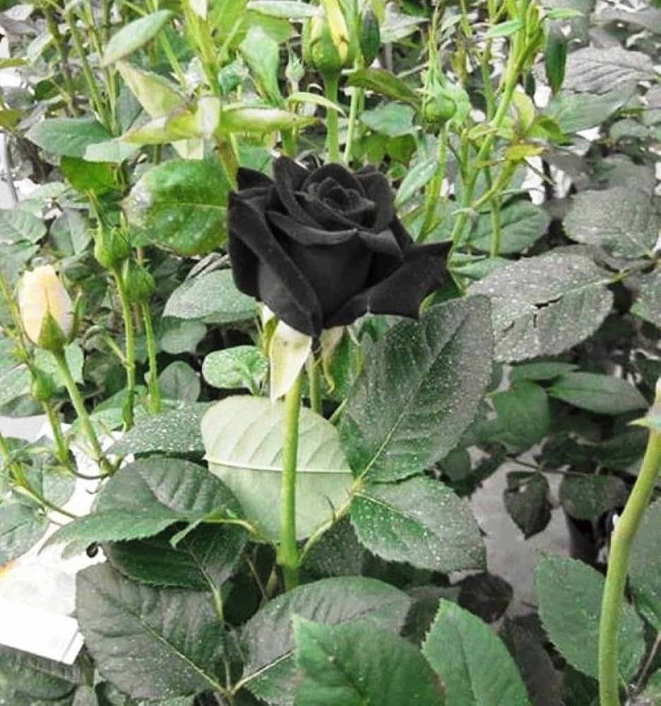 Gray Rose Blumensamen zur Aussaat leuchtend Traditionssorte & ohne Gentechnik Samen Hausgarten