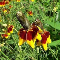 Mexican Hat Ratibida Columnifera Samen – einzigartig Native Wildblume Sorte