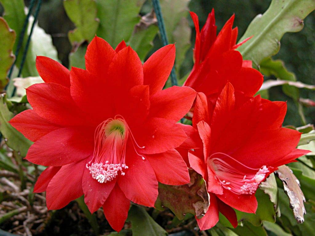 Rot (rot epiphyllum) samen for anpflanzung in home garten
