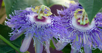 Passiflora blume samen for anpflanzung - colorful display, heirloom & gmo free samen for home garten
 
 sale samen for home garten