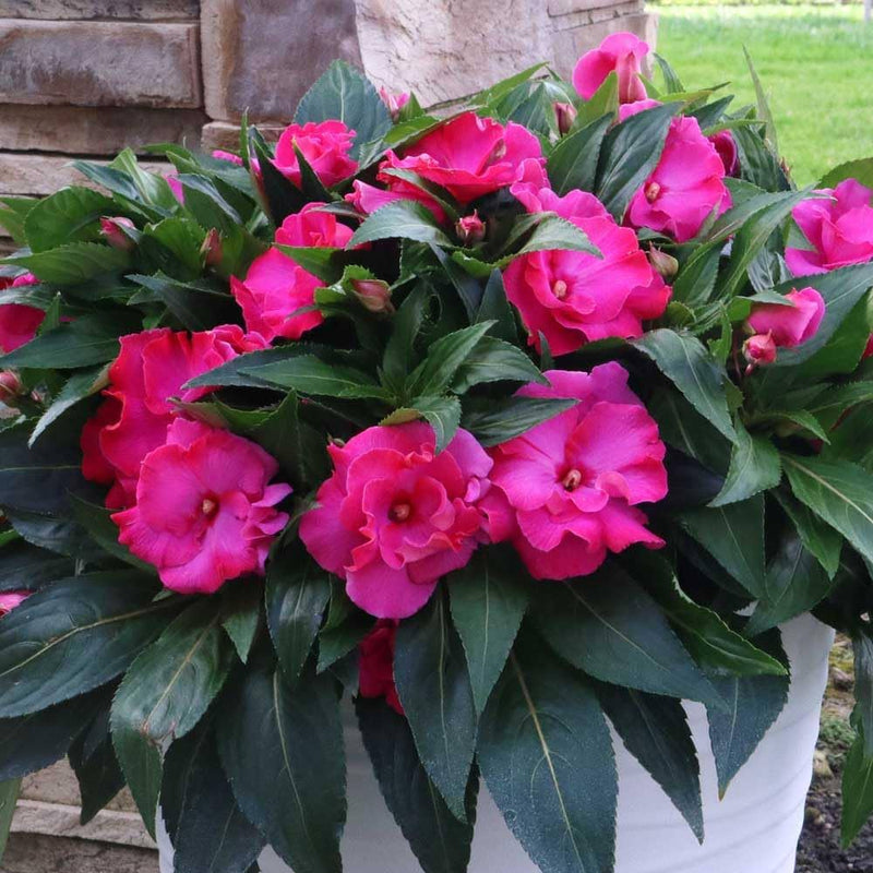 Semi di balsamina rosa per la semina, fiore reciso popolare, varietà tradizionale e senza OGM, semi per giardino domestico