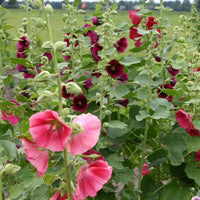 Orange hollyhock alcea rosea samen for anpflanzung in blume bed