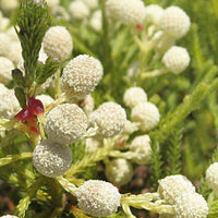 Silver Brunia Brunia Albiflora Blumensamen