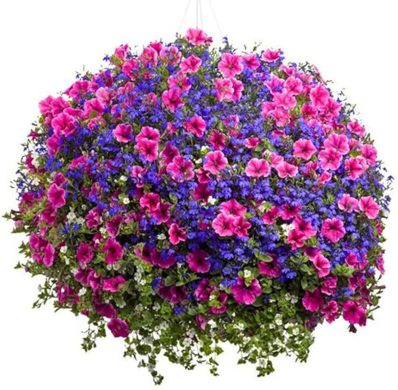 Hanging petunia melissa original for anpflanzung