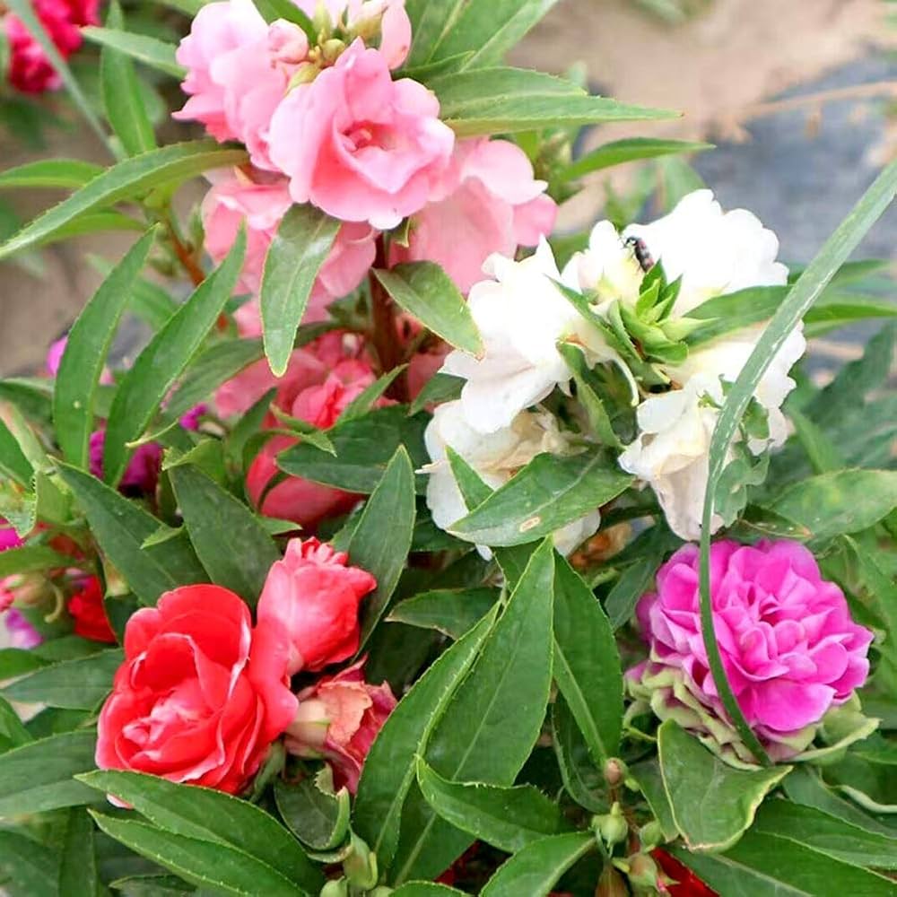 Impatiens Sonne und Halbschatten Hot Passion Samen ausdrucksstark Garten Blüten