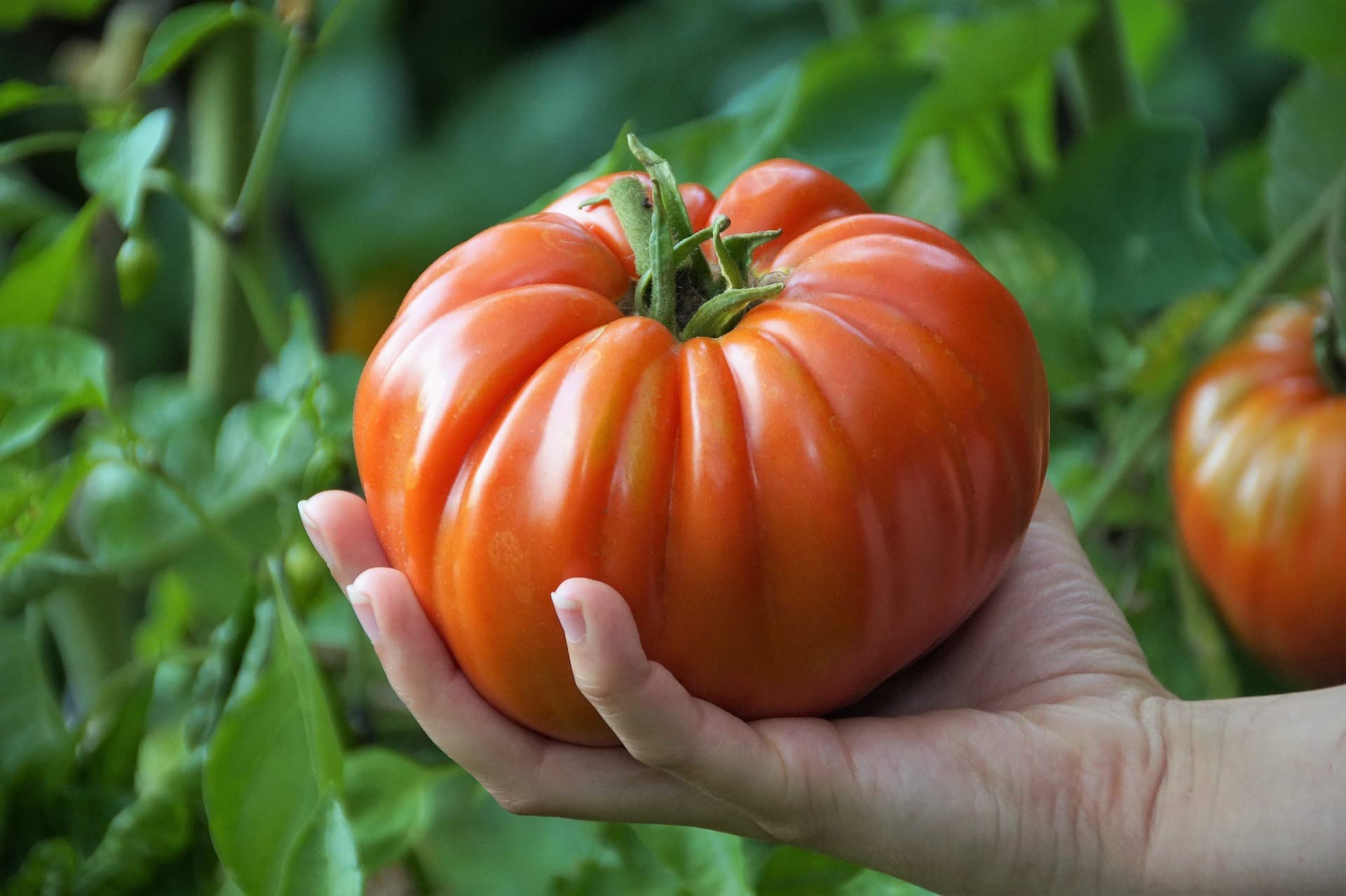 Giant Tomate Gemüse Planting Samen