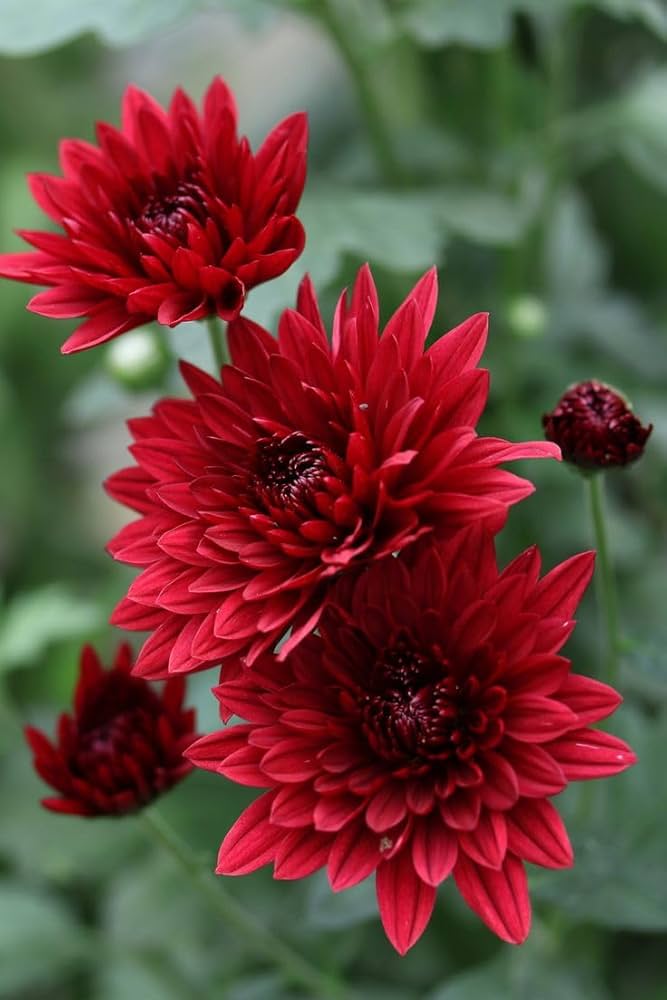 Rot Chrysantheme Blumensamen zur Aussaat ideal Rabatten Traditionssorte & ohne Gentechnik Samen Hausgarten