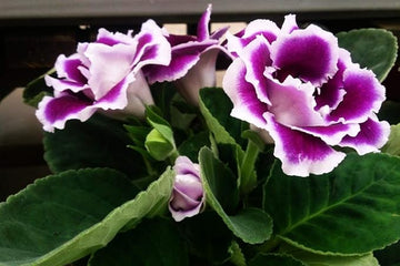 Gloxinia (gloxinia blume) samen for anpflanzung in home garten