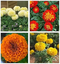Grün marigold blume samen for anpflanzung - vibrant colors, heirloom & gmo free samen for home garten
 
 sale for anpflanzung in home garten