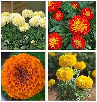 Grün marigold blume samen for anpflanzung - vibrant colors, heirloom & gmo free samen for home garten
 
 sale for anpflanzung in home garten