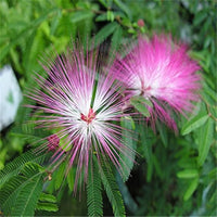 Albizia Julibrissin Blumensamen zur Aussaat pflegeleicht Traditionssorte & ohne Gentechnik Samen Hausgarten