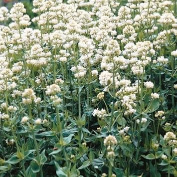 Jupiter's (jupiter's beard) samen for anpflanzung in home garten
