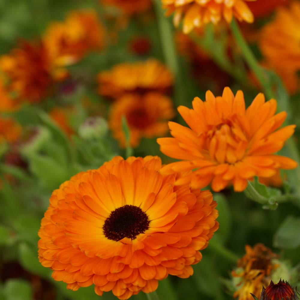 Calendula Geishe Girl Samen zur Aussaat Blume Beet Garten
