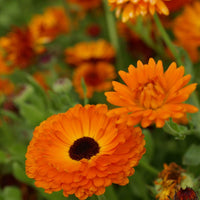 Calendula Geishe Girl Samen zur Aussaat Blume Beet Garten